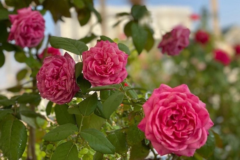Biến sân thượng nhỏ thành vườn hồng ngũ sắc muôn hoa lộ tuyệt chiêu mẹ đảm