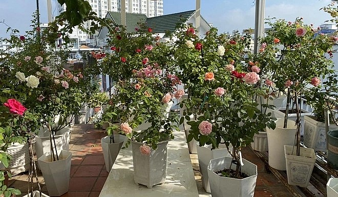 Vườn hồng ban đầu chỉ có vài gốc giờ lên tới gần 100 gốc đủ sắc hoa.