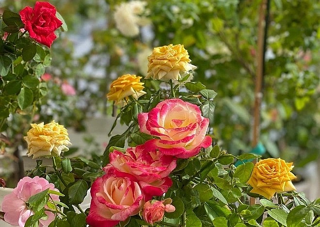 Biến sân thượng nhỏ thành vườn hồng ngũ sắc muôn hoa lộ tuyệt chiêu mẹ đảm