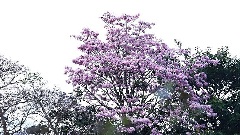Hồng phấn tên khoa học là Tabebuia Rosea, có xuất xứ từ các nước Châu Mỹ xa xôi. Là cây thân gỗ, thuộc họ Đinh có chiều cao trung bình khoảng 15 mét.