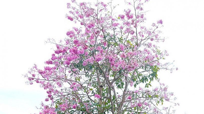 Sau tết là mùa của hồng phấn. Loài hoa này nở từ tháng 2 đến tháng 3.