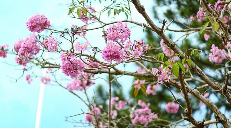 Thời điểm cuối tháng 2 hồng phấn đang nở rộ tại TP Bảo Lộc.