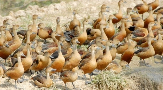 Bí quyết thuần hóa chim hoang dã, "vua le le" bán gần triệu đồng mỗi con