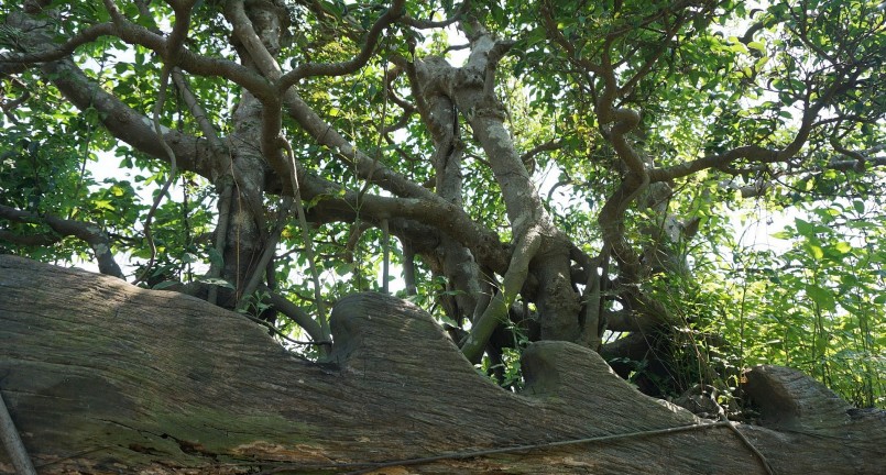 Một trong những siêu phẩm trong khu vườn cây cảnh của ông Niên chính là gốc sanh trăm tuổi được trồng trên một chiếc thuyền dáng rồng.