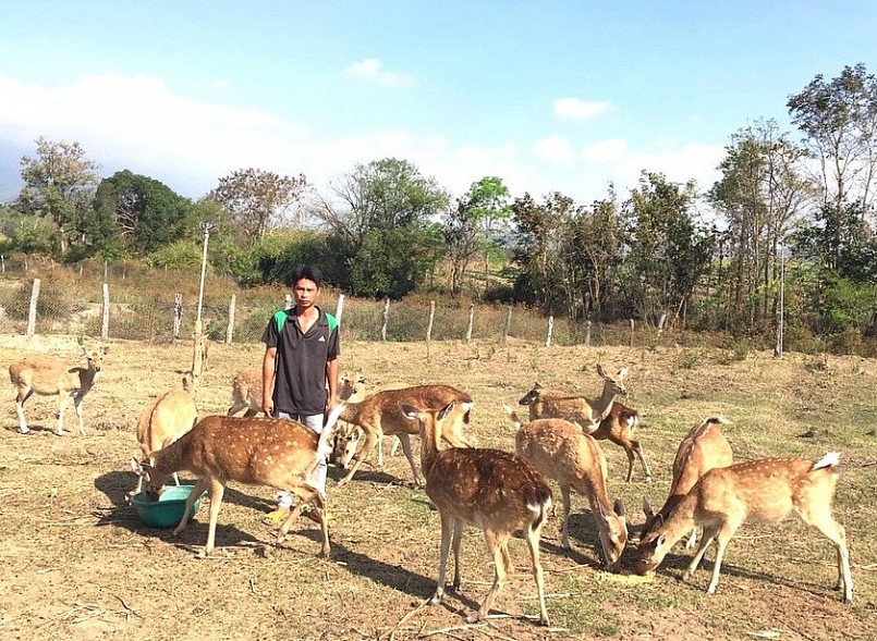 Gia đình anh Việt Thái Sơn có thu nhập ổn định nhờ nuôi hươu lấy nhung