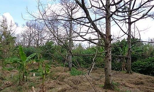 Đợt hạn mặn 2020 nhiều vườn sầu riêng ở Tiền Giang bị chết khô phải đốn bỏ.