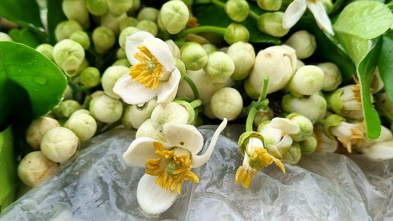 Hoa bưởi với những cánh hoa trắng muốt bao quanh nhụy vàng