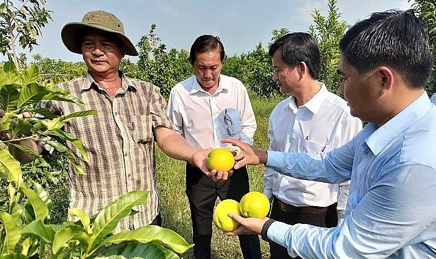 Mô hình trồng vúa sữa Hoàng Kim của anh Triết đang được địa phương quan tâm, hỗ trợ.
