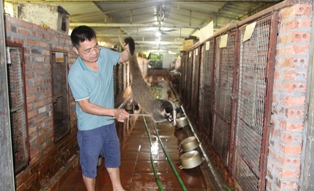 Anh Giáp Văn Hùng đang chăm sóc cầy vòi mốc tại trại nuôi