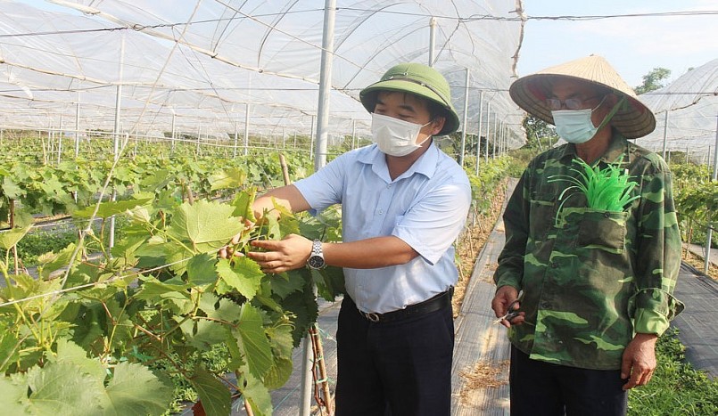 Kỹ sư Phùng Duy Hiếu, Giám đốc Trung tâm ứng dụng và chuyển giao công nghệ (Trường Đại học Nông - Lâm Bắc Giang) hướng dẫn nông dân chăm sóc nho Hạ Đen.