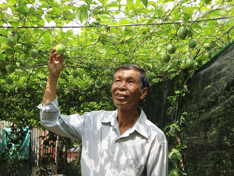 Ông Sáu Công giới thiệu những trái chanh leo sắp thu hoạch