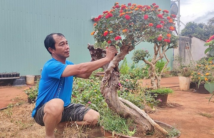 Ông Trần Minh Tuấn (thôn Phú Quang, huyện Chư Pưh, tỉnh Gia Lai) hiện sở hữu gần 1.000 chậu bonsai ngũ sắc các loại.