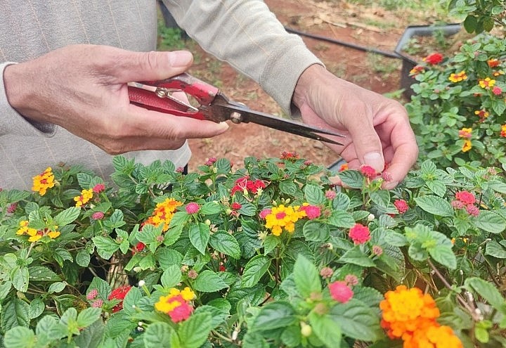 Đang sở hữu hơn 1.000 cây hoa ngũ sắc, ông Trần Cường (xã Hrú, huyện Chư Pưh) trong dịp Tết Nguyên đán năm 2022, ông bán được khoảng hơn 200 gốc và thu về hơn 400 triệu đồng.