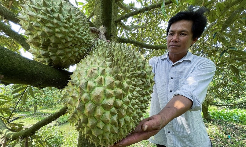 Anh Trần Thanh Dũng gây sốt với những trái sầu riêng khổng lồ trên 10kg.
