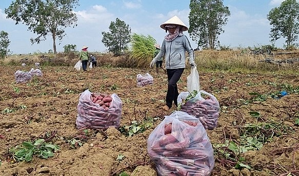 Do năm nay chất lượng khoai lang không tốt nên việc xuất khẩu sang Trung Quốc rất hạn chế.