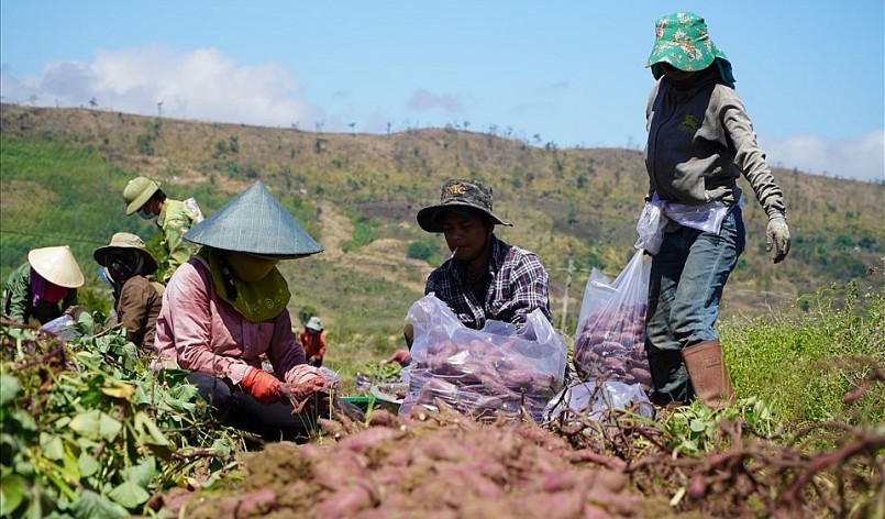 Huyện Phú Thiện là thủ phủ khoai lang của tỉnh Gia Lai.