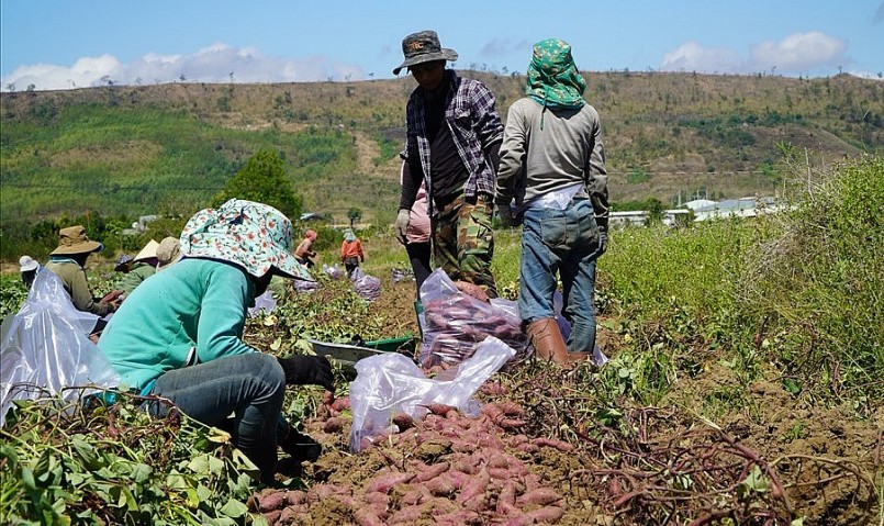 Năm nay do ảnh hưởng thời tiết nên năng suất khoai lang giảm.