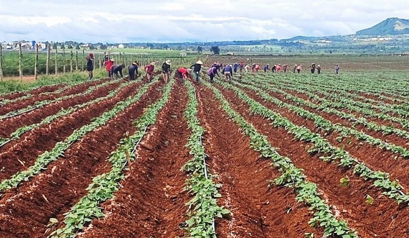 Nhờ chuyển dịch cơ cấu cây trồng, toàn huyện có 1.200 ha khoai lang.