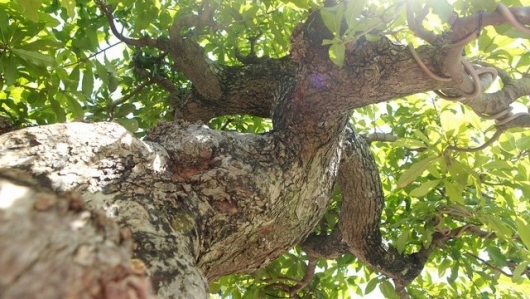 Siêu phẩm bonsai lộc vừng cổ thụ - đẳng cấp "thủ phủ" cây cảnh Văn Giang