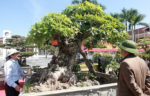 Xuất hiện tại một triển lãm sinh vật cảnh, siêu phẩm bonsai lộc vừng đã thu hút sự chú ý đặc biệt.