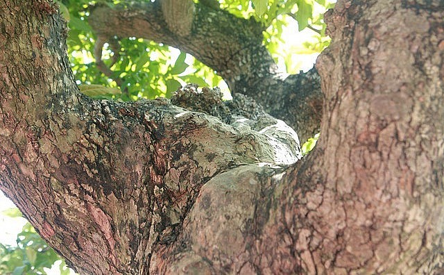 Nhìn bề ngoài, cây rất xù xì nhưng soi kỹ vào lớn vỏ (da) lại thấy rất mịn, không thể nhận thấy những vết cắt giật.