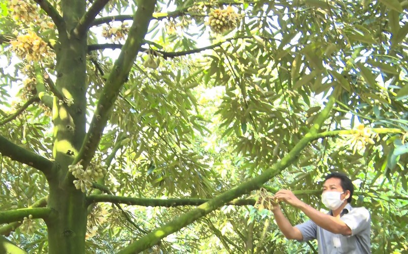  Anh Nguyễn Thanh Vân chăm sóc vườn sầu riêng của gia đình.