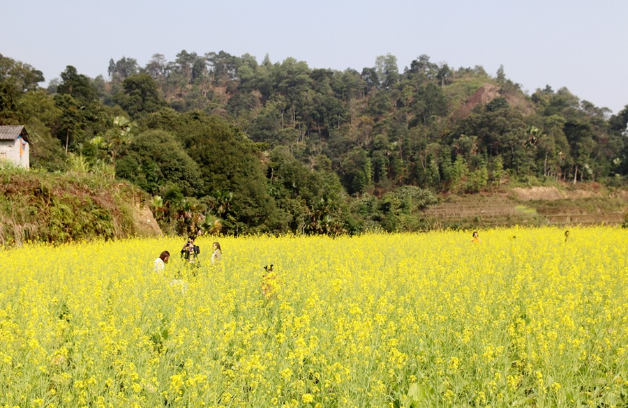Hà Giang: Quyến rũ mùa hoa cải vàng ở Phương Độ