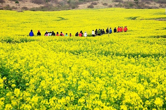 Hà Giang: Quyến rũ mùa hoa cải vàng ở Phương Độ