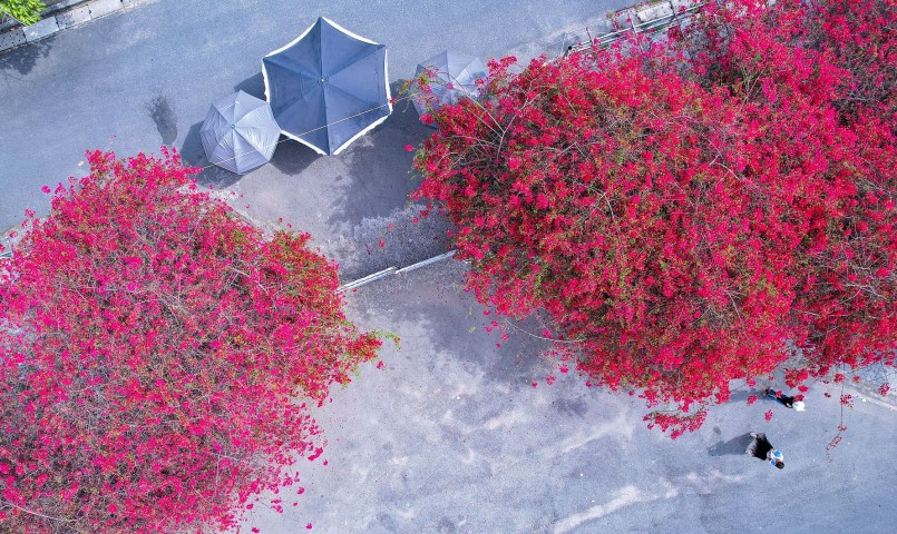 Giàn hoa giấy tuôn đỏ rực cổng trường đẹp cỡ nào mà giới trẻ nô nức 