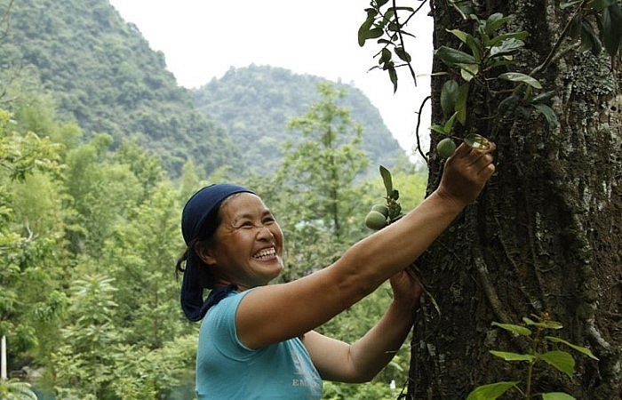 Cây Mác púp thường mọc nhiều ở khu vực vùng núi tỉnh Cao Bằng