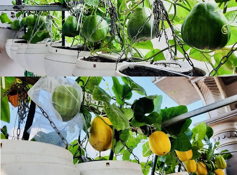 Chị Phạm Hương Lan đã kỳ công tạo ra vườn treo đầy rau xanh và trái mọng trên sân thượng.