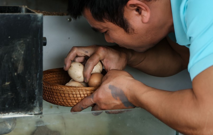 Nuôi khoảng 5 con gà trên sân thượng, mỗi ngày anh Giang đều thu hoạch được trứng, đáp ứng một phần thực phẩm dinh dưỡng cho gia đình.