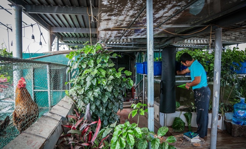 Khu vườn sân thượng thiết kế hai tầng, anh Giang kết hợp trồng rau ở tầng trên và thả cá, nuôi gà, trồng cây cảnh ở tầng dưới.
