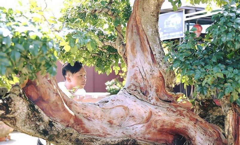Trắc bonsai cổ thụ siêu độc lạ, khủng cỡ nào mà có giá tiền tỷ?