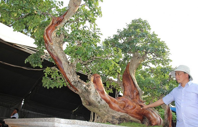 Nghệ nhân sinh vật cảnh Nguyễn Đức Toản bên cây trắc cổ thụ quý hiếm.