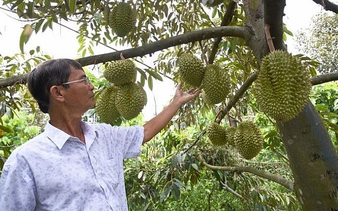 Đến nay, Việt Nam đã có 343 vườn trồng và cơ sở đóng gói được cấp mã số vùng trồng sầu riêng. 