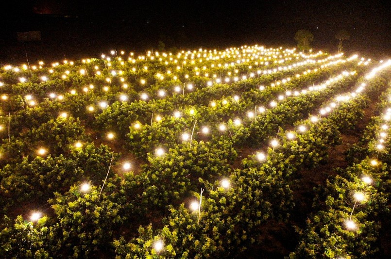 Vườn nhãn được chong đèn kích thích quang hợp ban đêm để nhãn ra hoa, đậu trái sớm.