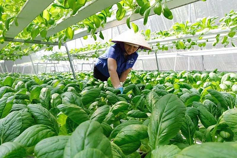 Hưng Yên nâng cao giá trị sản phẩm thực phẩm ngành nông nghiệp 2023