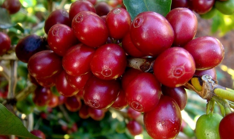 Giá nông sản hôm nay (03/3), giá cà phê trong nước tăng nhẹ 200 đồng/kg. 