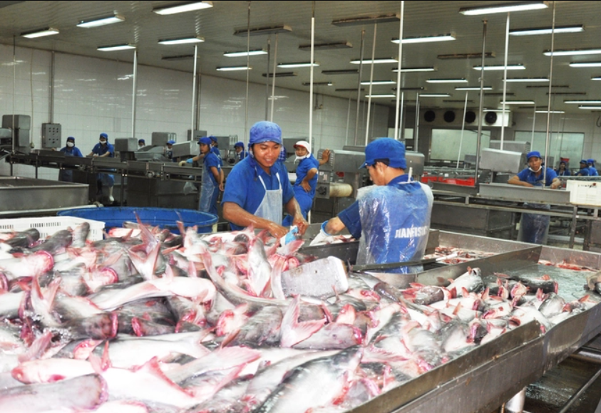 Cá tra Việt Nam có tín hiệu tốt ở những thị trường bị lạm phát cao