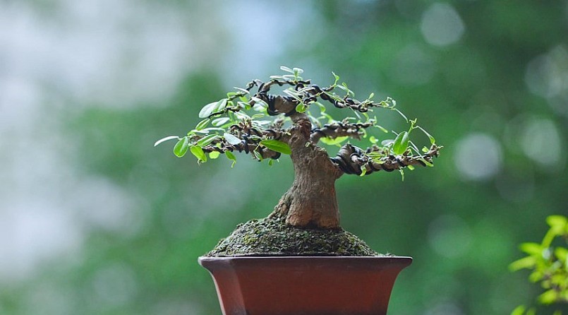 Những bonsai mini từ cây dại đẹp cỡ nào mà tạo sức hút triệu view trên TikTok?