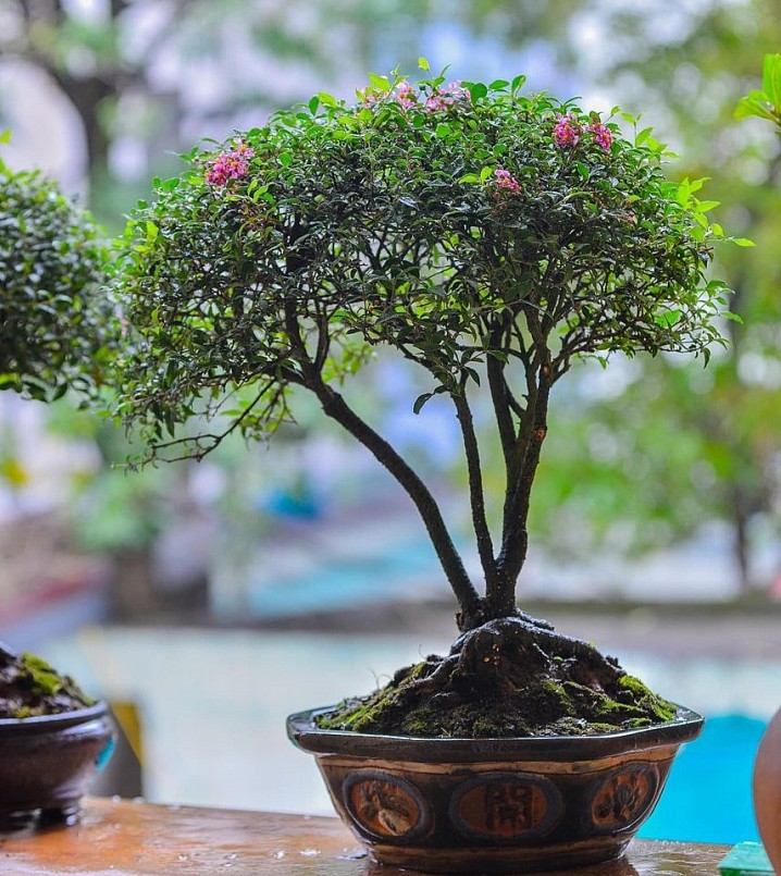 Những bonsai mini từ cây dại đẹp cỡ nào mà tạo sức hút triệu view trên TikTok?