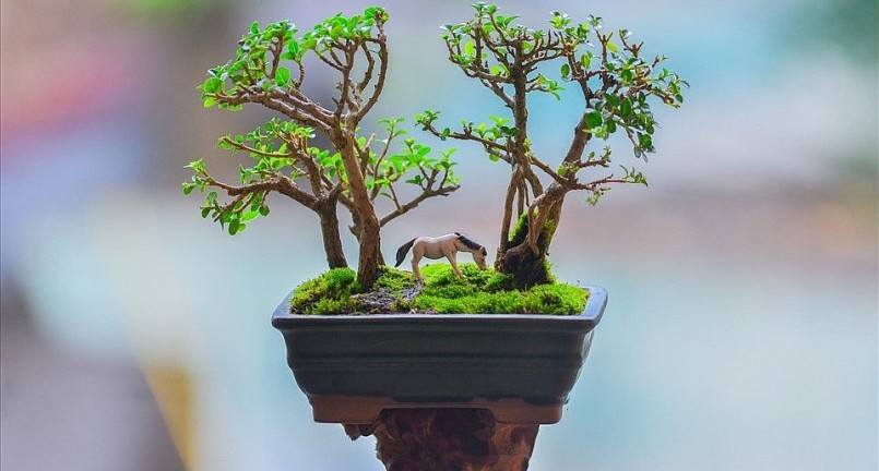 Những tác phẩm bonsai của anh Huy được đánh giá cao.