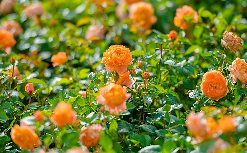 Khu du lịch Sun World BaDen Mountain (Tây Ninh) tháng 3 rực rỡ sắc màu của hơn 10.000 chậu hoa hồng vận chuyển từ Đà Lạt. 