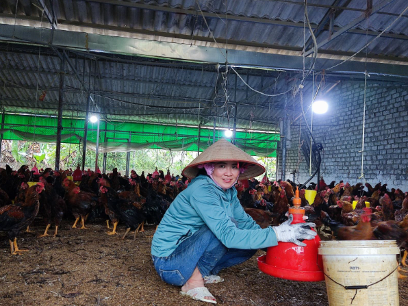 Mô hình nuôi gà lai chọi của gia đình chị Nhuần