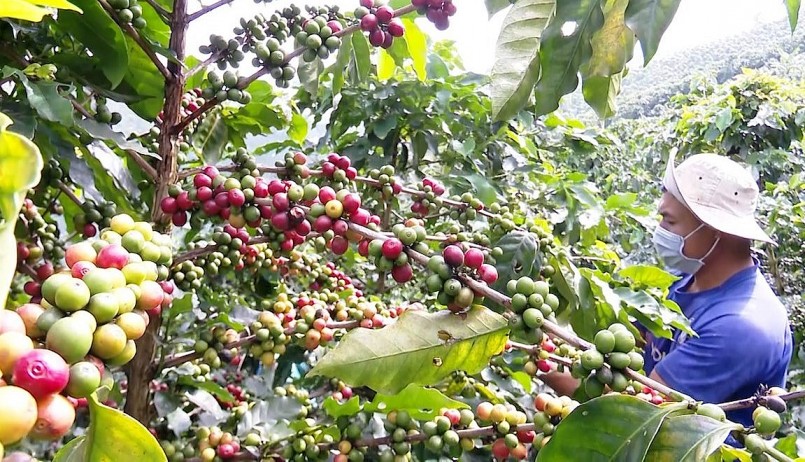 Giá nông sản hôm nay (04/3), cà phê trên giảm 300 đồng/kg, hiện dao dịch trung bình ở mức 47.900 đ/kg giảm. 