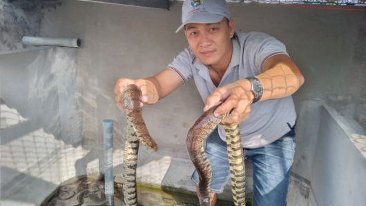 Nuôi loài rắn khổng lồ lúc nhúc trong bể, nông dân Cà Mau cứ lãi đều trăm triệu/năm