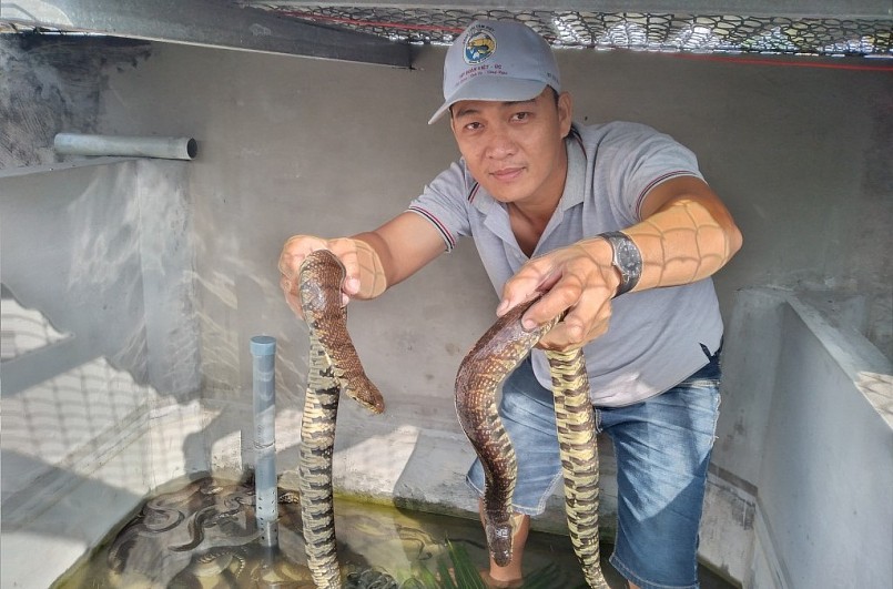 Anh Toán giới thiệu những con rắn ri tượng đã sắp đến ngày xuất bán.