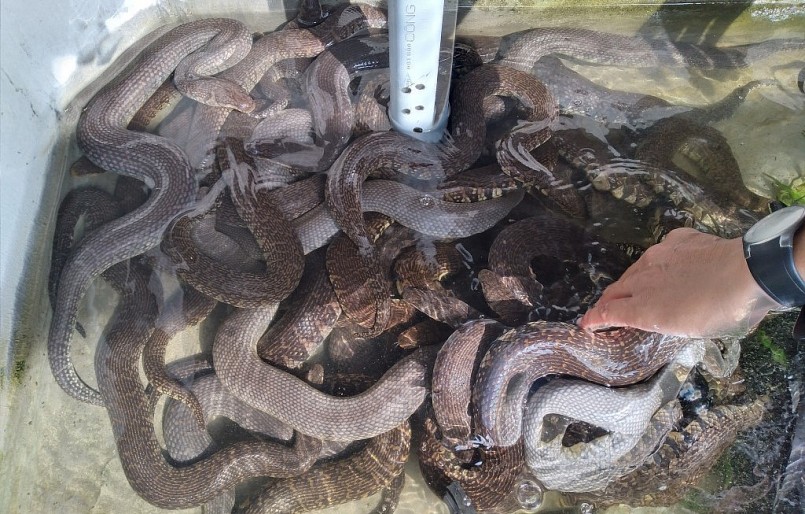 Hiện nay trong các hồ nuôi của anh Toán có trên 400 con rắn có trọng lượng từ 400 gam đến 1,5 kg.