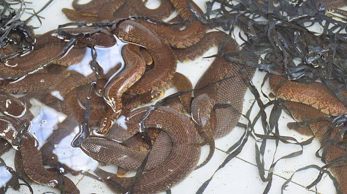 Một con rắn con hiện được bán với giá từ 60.000 - 70.000 đồng.
